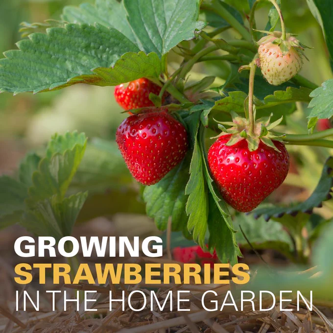 Promotional image for Iowa State University Extension and Outreach's publication, "Growing Strawberries in the Home Garden."