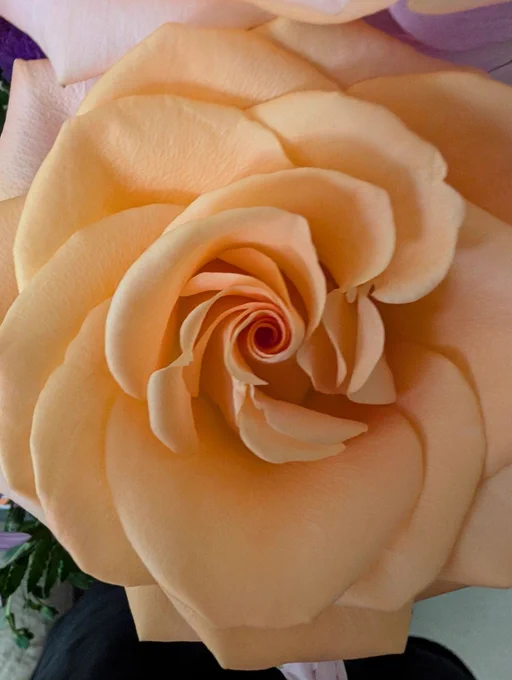 Apricot rose