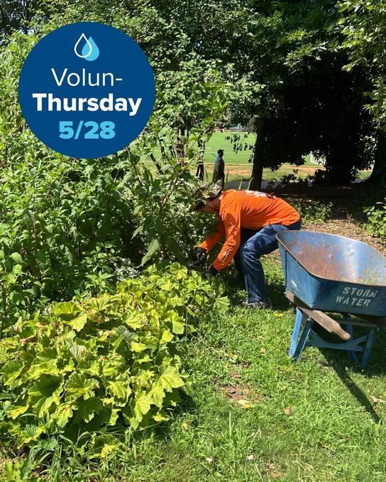 A person in an orange shirt is gardening in a sunny, green area next to a blue wheelbarrow with "Storm Water" written on it. The image includes a circular graphic with a water drop icon, reading "Volun-Thursday 5/28.