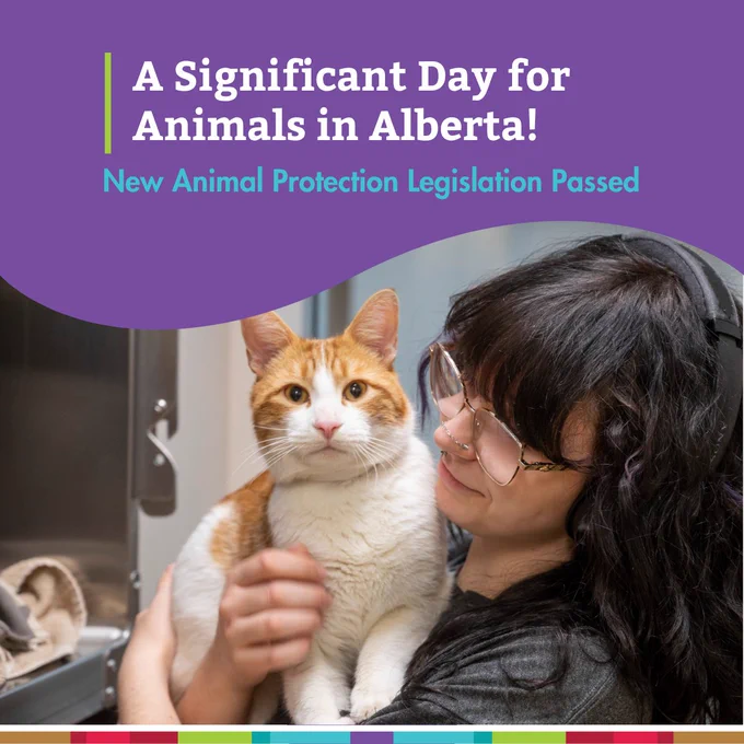 A person holds a cat in an animal shelter. The image includes text that reads: "A Significant Day for Animals in Alberta! New Animal Protection Legislation Passed."