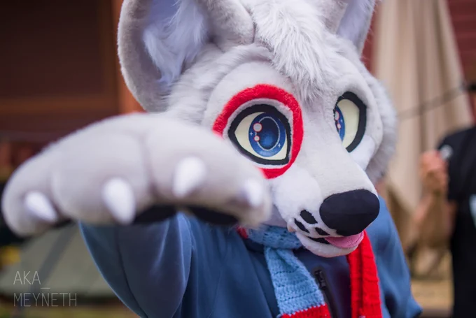 A photo of Ringgar's head, with his paw blurred out in the foreground pointing at you