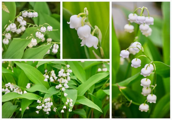 Collage of lily of the valley (Convallaria majalis) in bloom, showing sprays of delicate white bell-shaped flowers hanging beneath arching stems among lush green leaves. Close-up photographs emphasise the tiny “May bells” against a soft woodland-green background.