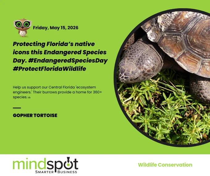 Infographic for Endangered Species Day 2026 by Mindspot Research. Features a close-up photo of a Gopher Tortoise and text highlighting them as "ecosystem engineers" providing homes for 360  species. Includes the Mindspot Smarter Business logo and an owl icon on a green background.