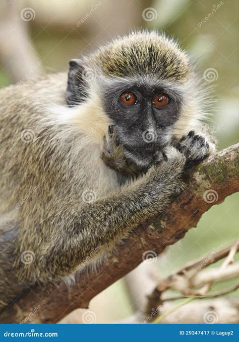 Green monkey in Barbados; Laguy2, Dreamstime