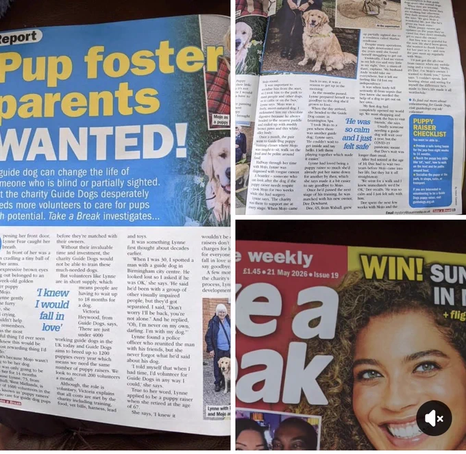 Magazine article, which reads puppy parents wanted. The story across three images explains how Solihull volunteer Lynn became a puppyraiser to.Mojo, and how Mojo positively impacted Dee’s  life