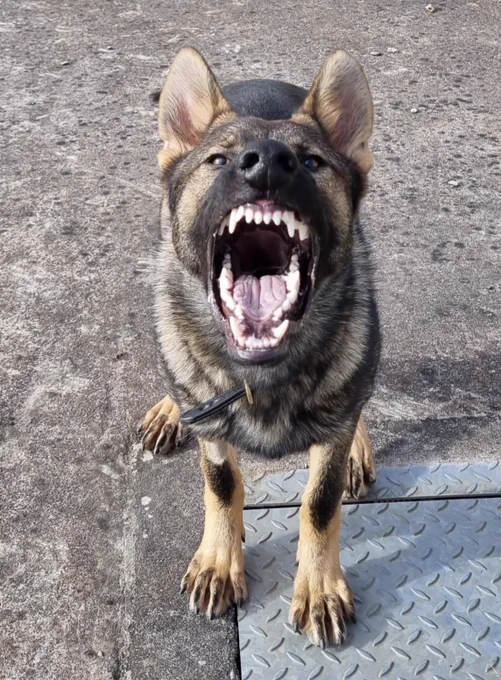 PD Fury, a sable German Shepherd is standing facing the camera.  He is barking with his mouth wide open and teeth showing.
