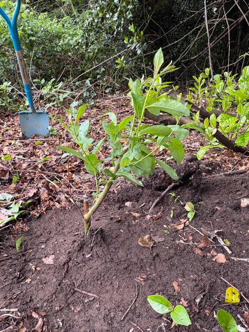 A new willow plant  planted and with a spade in background