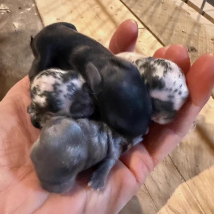 A hand holding several small black and white  and grey spotted baby bunnies.