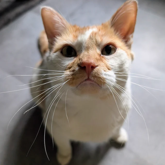 Cheddar sits, looking up at the camera, with a sad and innocent expression on his face. 