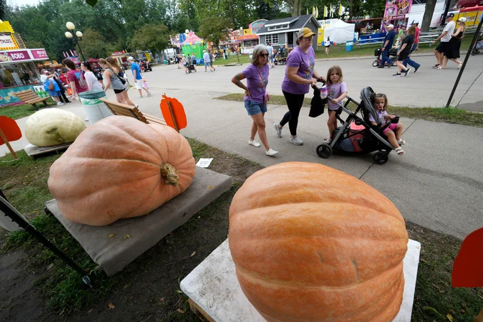the large pumpkins with a small family looking at the them.