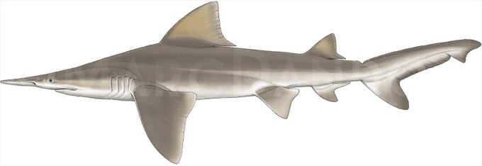 Daggernose shark (Isogomphodon oxyrhynchus) illustration [Marc Dando]