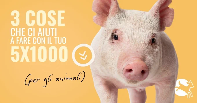 suinetto su uno sfondo giallo. Si legge: 3 cose che ci aiuti a fare con il tuo cinque per mille (per gli animali)