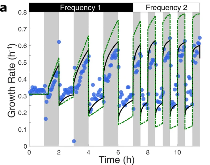 A chart plotting the growth rate dynamics for E.coli under the study’s dynamic memory model. The graph plots time in hours on the x-axis and growth rate in h-1 on the y-axis. The predicted growth rate is represented by a black line, while blue dots represent experimental measurements of the growth rate, and a dashed green line represents a prediction of growth rate from the Markovian model. The chart tracks the growth rate of the bacteria across two differing periods of nutrient-rich pulsing: frequency 1 (0 to 7 hours) and frequency 2 (7-13 hours). 