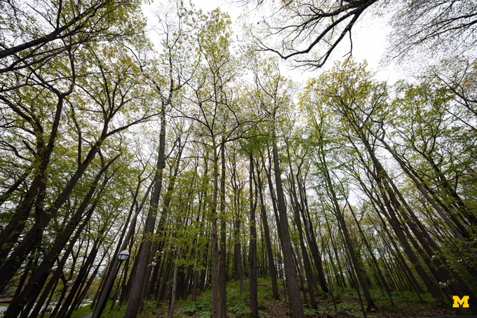 The woods on North Campus.