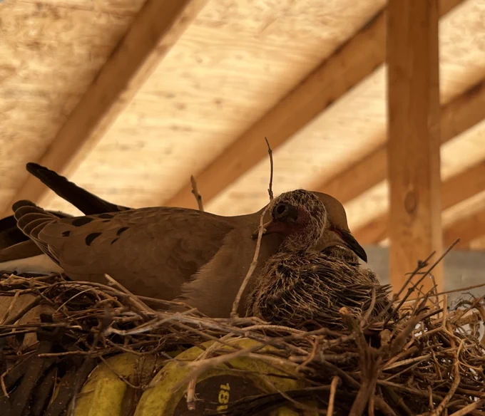 Mourning Dove birth garage 2026