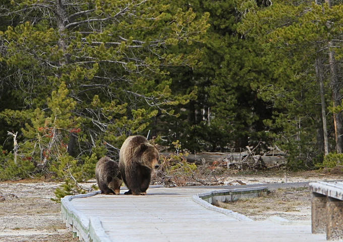 A large female grizzly bear with a smaller cub walking on a wooden boardwalk through a thermal area.