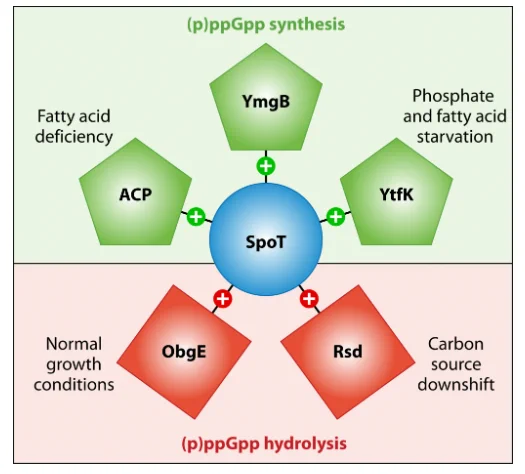 Regulation of SpoT activity. SpoT activity can be regulated by stimulation of its synthesis or hydrolysis activities. (p)ppGpp synthesis (green) is stimulated by: ACP (acyl carrier protein) during fatty acid deficiency; YtfK during phosphate and fatty acid starvation; and YmgB (conditions unknown). Activation of (p)ppGpp hydrolysis (red) is a consequence of SpoT’s interaction with ObgE (CgtA) during normal growth conditions and Rsd (Regulator of Sigma D) during carbon source downshift.