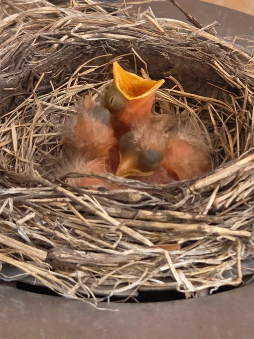 Baby birds with open mouths nestled closely in a woven nest made of twigs and dry grass.