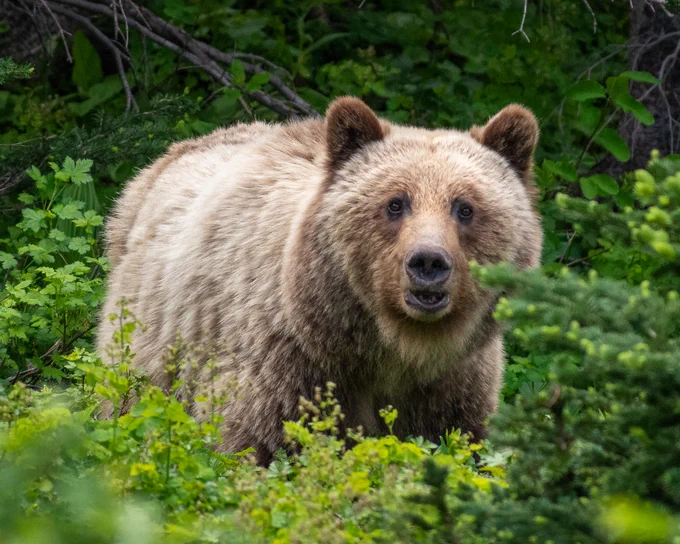 An absolute unit of a grizzly bear. The bear has golden brown fur and is standing in some thick brush and vegetation. 