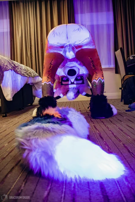 Orange and blue fox crouched down looking through his legs looking at his tail on the floor.