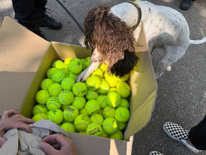 Image shows explosives detection dog Kika who is brown and white with her front paws up into a medium sized brown cardboard box full of used tennis balls.  Her back paws are still on the ground.  You can see other people's feet beside the box showing that people are watching her excitedly check out the box of tennis balls.