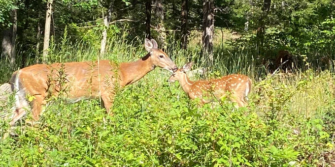 A doe and her fawn standing in the grass.