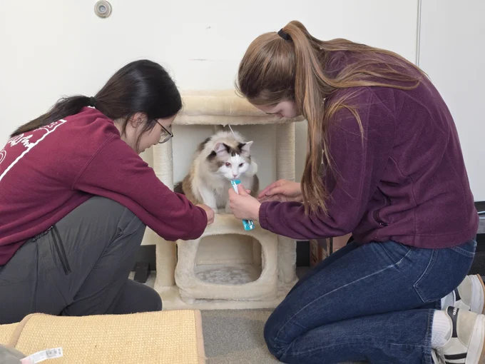 A multi-colored cat stands on a cat tree while being petted by two adoring onlookers