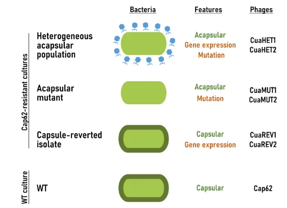  Bacterial cultures used for phage isolation. Illustrative scheme of the bacterial cultures used in this study (WT culture and Cap62-resistant cultures.