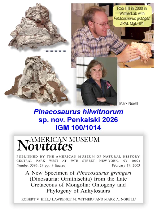 A specimen of Pinacosaurus that was described in 2003 by Rob Hill, me (Witmer), and the late great Mark Norell was made the holotype of a new species—Pinacosaurus hilwitnorum—in an article this week by Paul Penkalski. By combining the first three letters of each author's name, he honored our 2003 collaboration (https://bit.ly/4nC5PTU). 