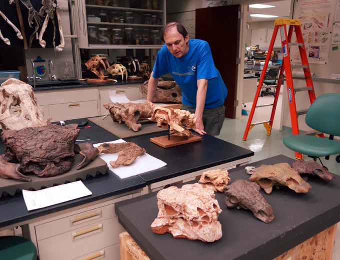 Paul Penkalski studying ankylosaurian dinosaur skulls in WitmerLab in 2015. Here's a link to his 2026 Historical Biology article reviewing the systematics of Pinacosaurus and naming P. hilwitnorum: https://doi.org/10.1080/08912963.2026.2633178