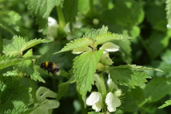 Bumblebee flying between dead nettle plants