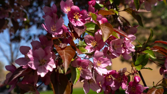 Pink and purple flowers in bloom on a tree branch, set against a backdrop of green foliage and a blurred brown structure.