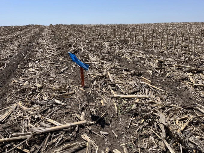 Orange stake and blue flag in a field of soybeans planted into corn stalks.