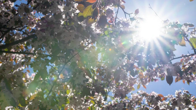 A bright sun shines through a canopy of blossoming tree branches, with light filtering through vibrant green and orange leaves against a clear blue sky.