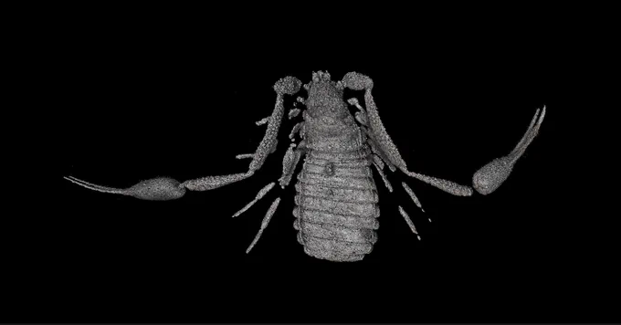 Screenshot of a 3D reconstruction of 3D model of Echinochelifer curvatus gen. & sp. nov.