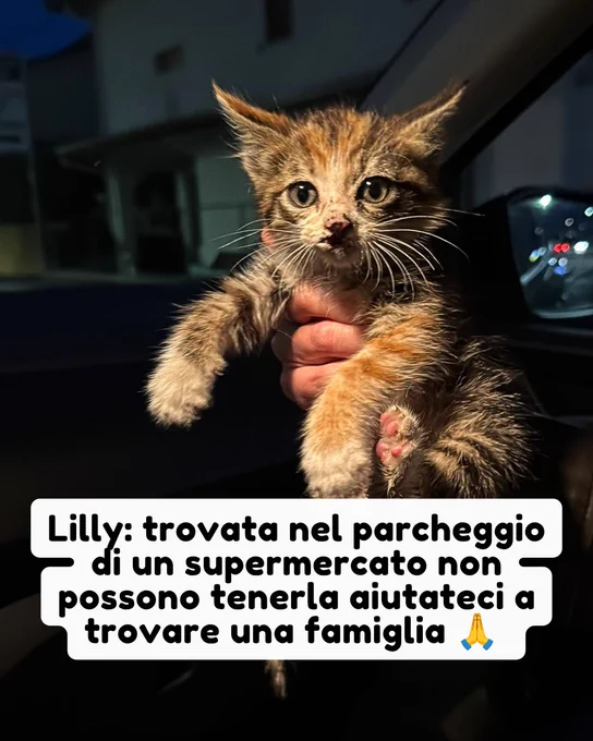 gatto gatta gatti micio micia mici gattino gattina gattini adottare adozione adotta affidamento affidare animale animali animalista animalisti felino felini volontario volontariato sfortunato bisognoso randagio randagi randagismo strada gattile rifugio