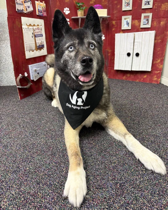 A dog with blue eyes and a black bandana that says "Dog Aging Project" is lying on a carpeted floor in front of a backdrop depicting a room with shelves, pictures, and a cabinet.
