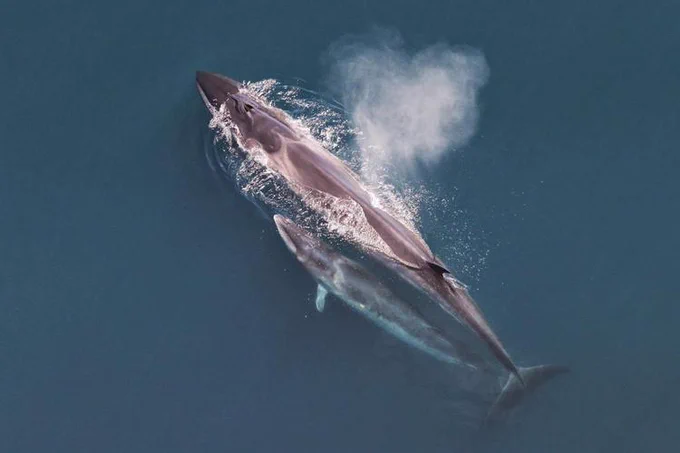 A Sei whale mother and her calf swimming together in the ocean. Photo Credit: NOAA Fisheries 