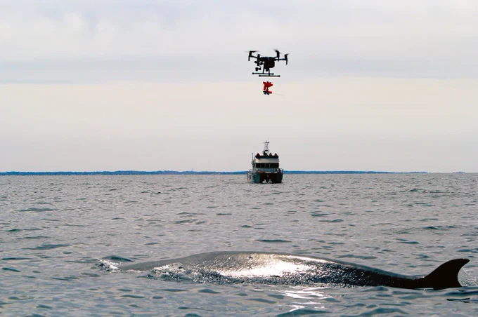 A sei whale surfaces in the ocean as an uncrewed aerial vehicle (UAV) flies overhead. There is a research vessel visible in the background. Photo credit: Laura Howes; permit #18059 Issued by the National Marine Fisheries Service. 
