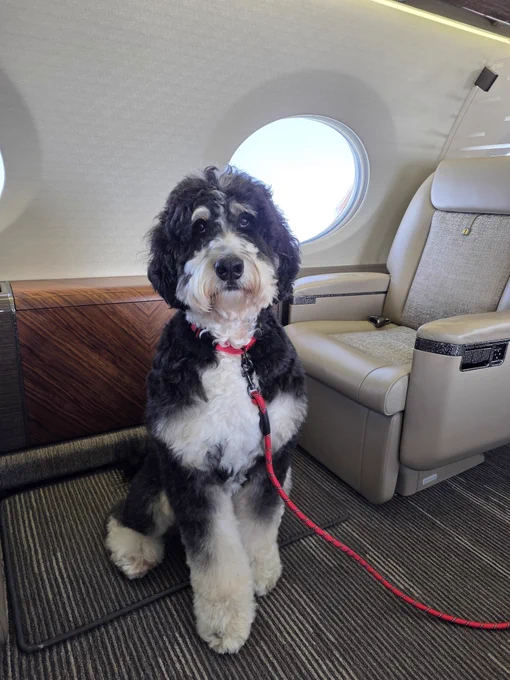 A fluffy black and white dog sits on the floor of a private jet. The dog is on a red leash and looks towards the camera. The interior has beige leather seats and circular windows.