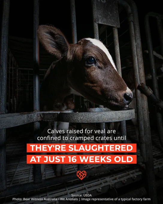 Image: A young calf born in the dairy industry is confined behind metal bars. Text overlay reads: "Calves raised for veal are confined to cramped crates until they're slaughtered at just 16 weeks old."