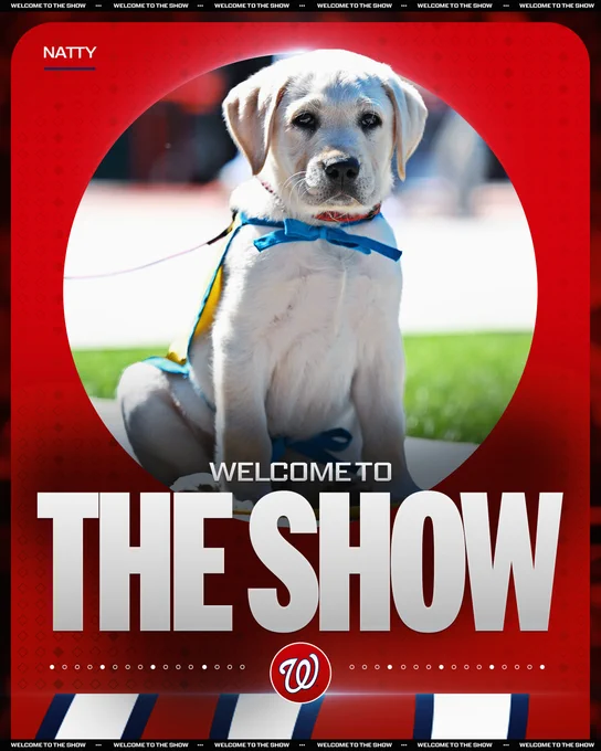 Welcome to the Show
Natty (Washington Nationals)
Natty poses for a picture. He'll spend time at the park over the next 18 months as part of his training to become a service dog.