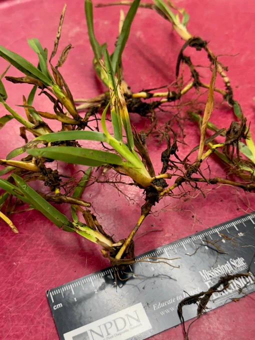 Stolons of St. Augustine grass on a red tray with a black ruler. Leaves are bright green with gray leaf spots surrounded by red borders. Roots are stunted and have swollen root tips. Black lesions are present on the yellow stolons.