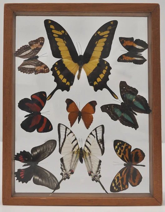 Illegal display of framed butterflies.