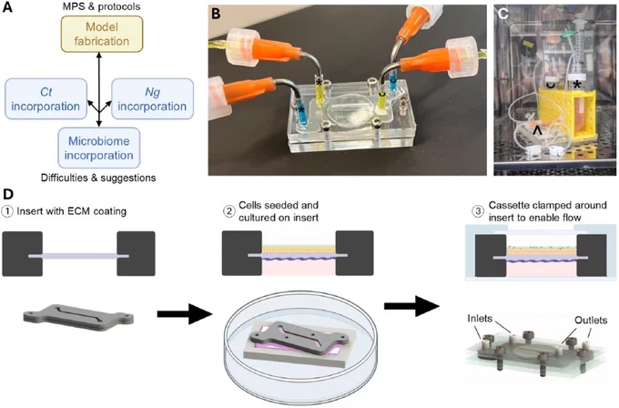 The microphysiologic system (MPS). 
Credit: Katherine Nelson et al
