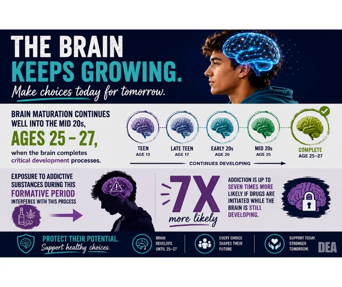 Illustration showing brain development stages from teen to age 27, highlighting critical maturation and addiction risks during ages 25-27.