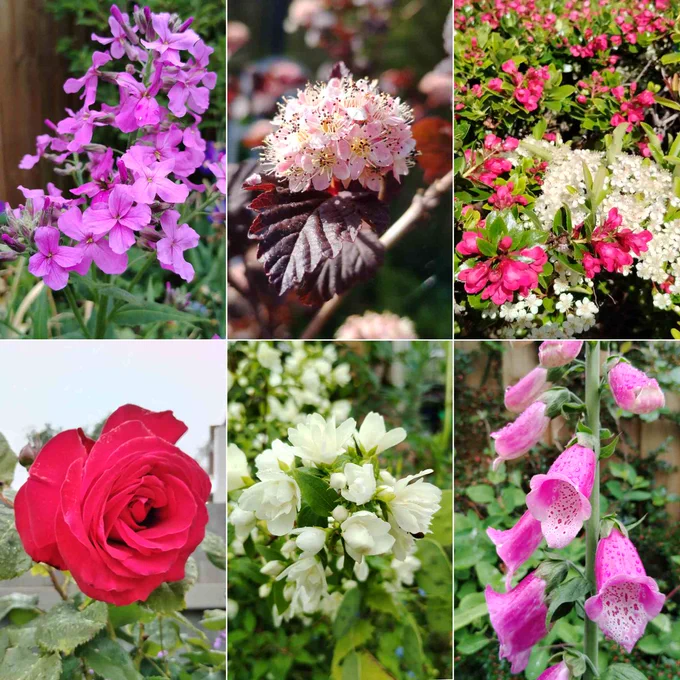 A collage of six photographs of flowers, comprising: a cluster of pink four-petalled Hesperis flowers; a dark serrated purple leaf with a cluster of pale pink flowers with fluffy yellow stamens; vibrant dark pink Escallonia flowers mingling with clusters of small white Pyracantha flowers; trumpet-like pink flowers of a Foxglove with spotty   dark pink and white insides; a cluster of creamy white double Philadelphus flowers; a red rosette-like Rose