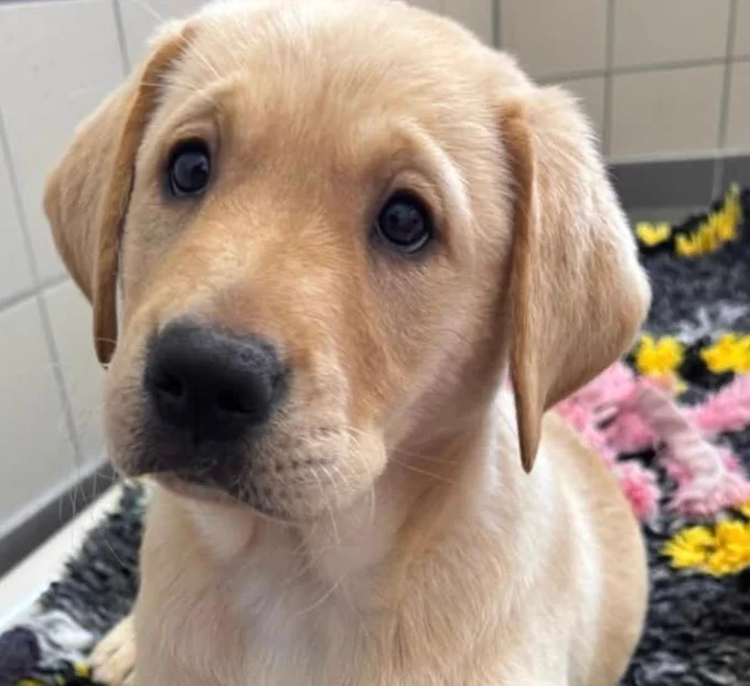 Photo shows a young yellow Labrador puppy looking up to the camera