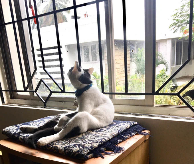 Our bicolour male cat Ram-mew, looking out of the window, sitting like humans.
