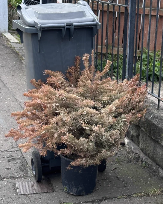 Dead Christmas tree awaiting pavement collection.